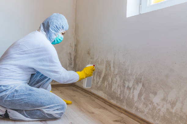 Licensed Black Mold Removal service in Mountlake Terrace, WA - WQB Mold Removal