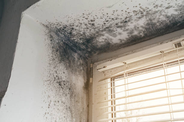 Affordable Black Mold Removal solutions in Mountlake Terrace, WA