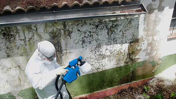 Top rated local Black Mold Removal specialists in Mountlake Terrace, WA